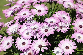 紫色的花,紫罗兰色的花,粉红色的花朵