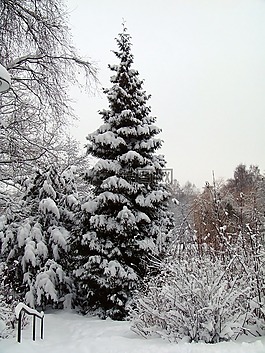樹(shù),冬天,雪