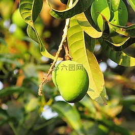 芒果,新鮮芒果,達瓦