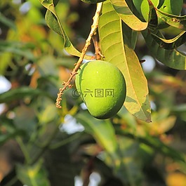 芒果,樹(shù),水果
