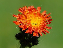 鷹,雜草,橙色