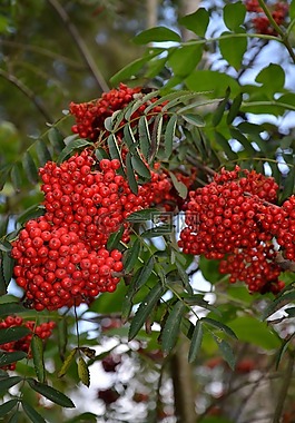 漿果,紅色,橙