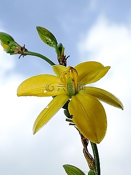 花,天空,鲜花