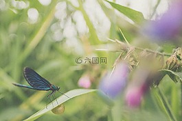 蝴蝶,花,自然
