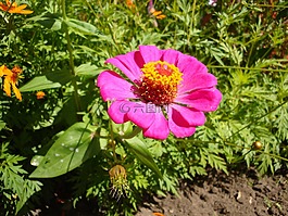 花,洋紅色,百慕大