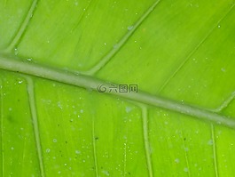 葉,宏,綠色