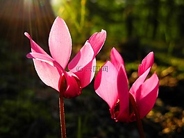 花,紫色的花朵,蘭花