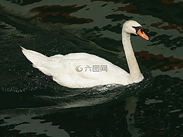 天鵝,盧塞恩,瑞士