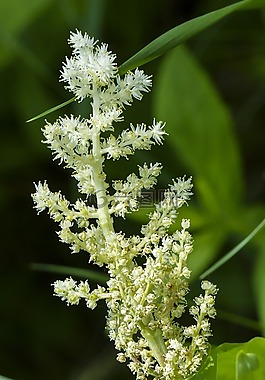 植物,開花,森林