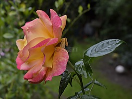 玫瑰,花園,夏季