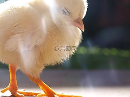 小雞,雞,鳥