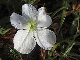 肯尼亞,馬賽,馬拉