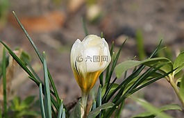 krokus,春暖花开,性质