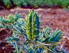 argemone 墨西哥,种子 pod,墨西哥花椒罂粟