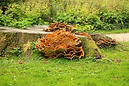 蘑菇,樹樁,公園