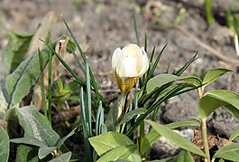 krokus,春暖花开,性质