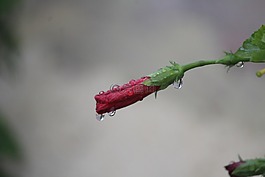 槿,中國(guó)玫瑰,成長(zhǎng)