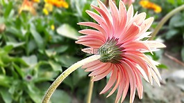自然,花,植物區(qū)系