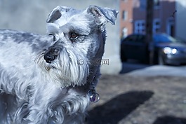 schnauzer,狗,寵物