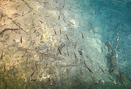 魚,湖,水