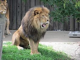 獅子,動物,哺乳動物