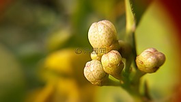 自然,葉,植物區(qū)系