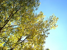 樹,有機(jī),農(nóng)業(yè)