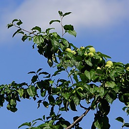 蘋果樹,水果,蘋果成熟