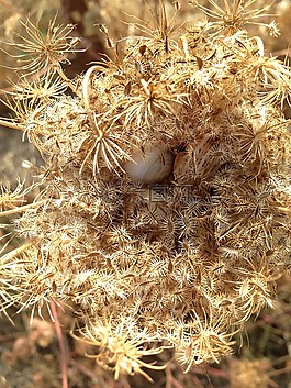 馬洛卡,干,trockenblume
