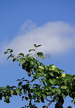 蘋果樹,水果,蘋果成熟
