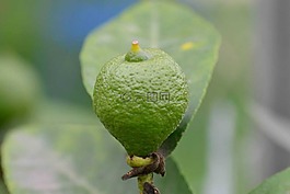 檸檬,綠色,植物