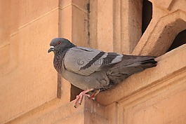 鳥,鴿子,自然