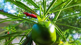甲蟲(chóng),昆蟲(chóng),紅色