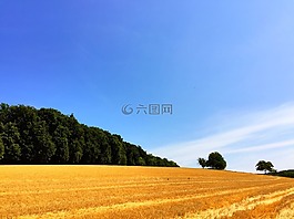字段,秸稈,收獲