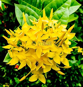 開花,花,黃色