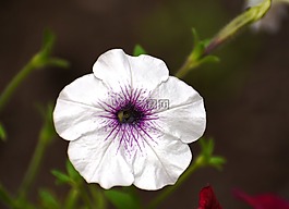 矮牵牛,白,花
