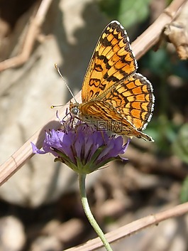 蝴蝶,libar,花
