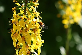 花,黃色,野生花卉