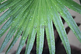 植物,葉子,下雨天