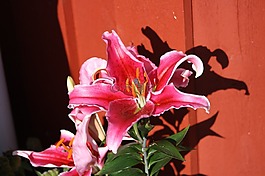 花,粉紅色,植物區(qū)系