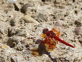 蜻蜓,红蜻蜓,trithemis kirbyi