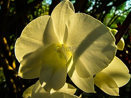 蘭花,開(kāi)花,花