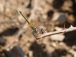 蜻蜓,黃蜻蜓,分支機(jī)構(gòu)