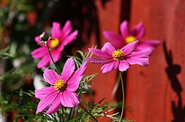 花,粉紅色,植物區(qū)系