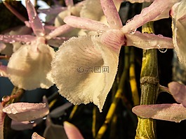 蘭花,開(kāi)花,花