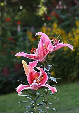 花,粉紅色,植物區(qū)系
