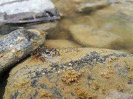 青蛙,動(dòng)物區(qū)系,性質(zhì)