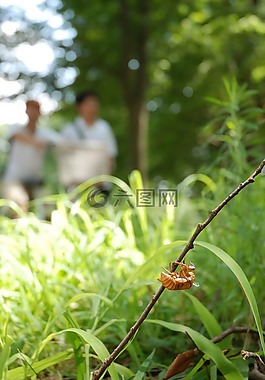 蟬,外殼,嫩枝