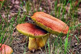 蘑菇,真菌,蔬菜