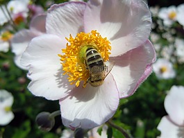 蜜蜂,昆蟲,廠